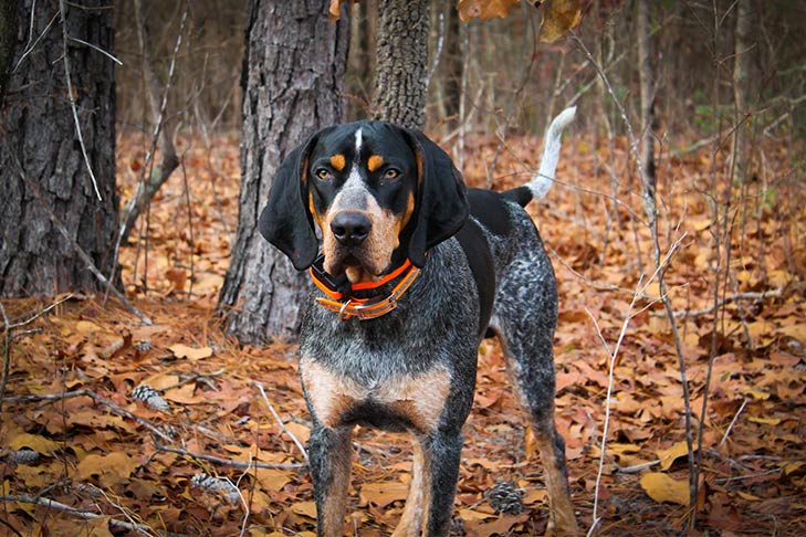 Bluetick Coonhound: Dog Breed Characteristics & Care-WildCreaturey