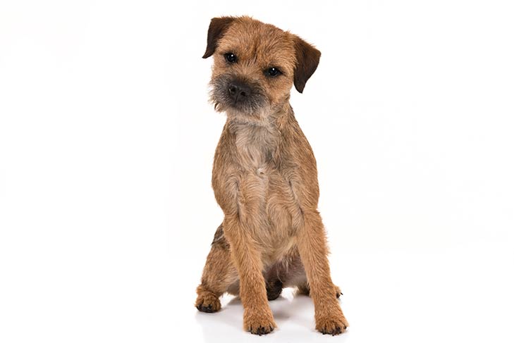 Border Terrier: Dog Breed Characteristics & Care-WildCreaturey