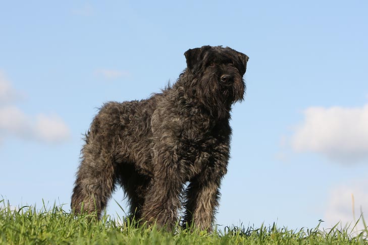 Bouvier des Flandres: Dog Breed Characteristics & Care-WildCreaturey