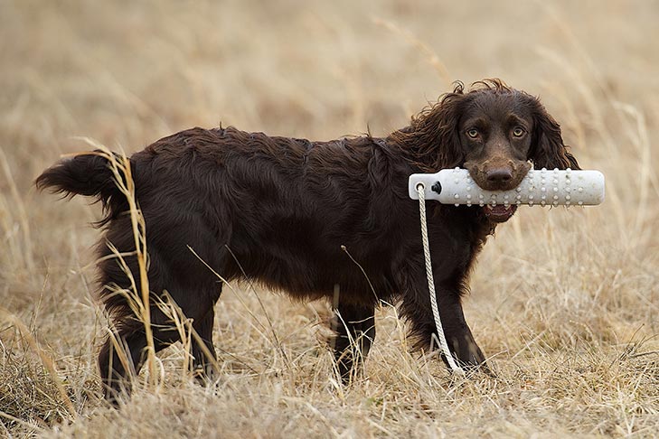 Boykin Spaniel: Dog Breed Characteristics & Care-WildCreaturey