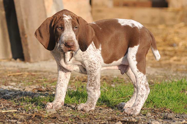 Bracco Italiano: Dog Breed Characteristics & Care-WildCreaturey