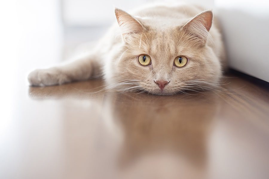 Brainy Matters: Understanding Encephalitis in Cats