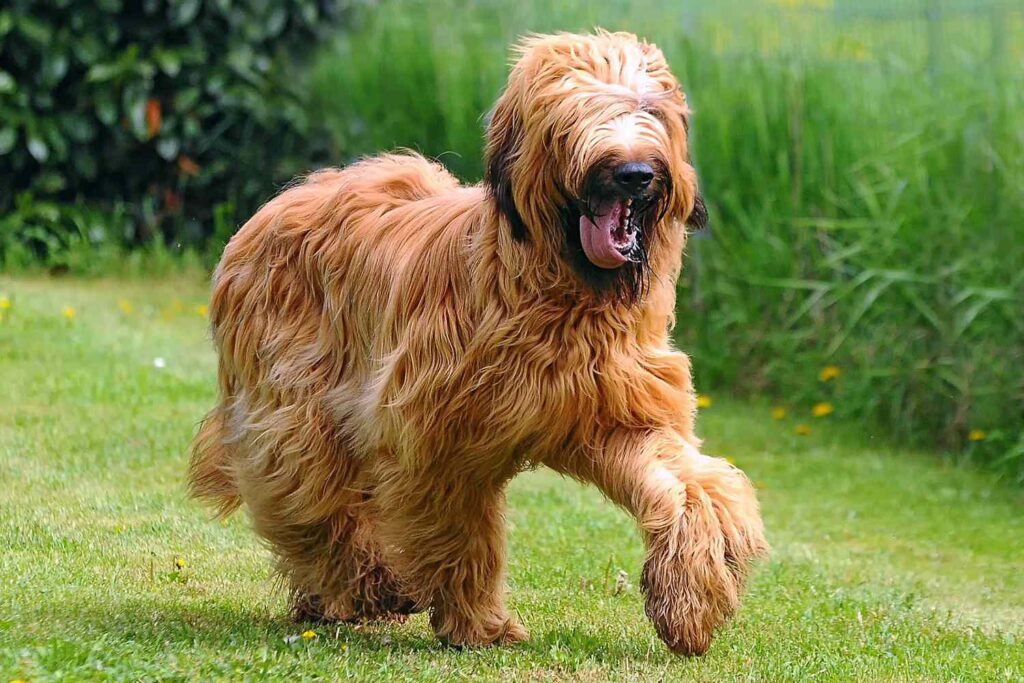 Briard: Dog Breed Characteristics & Care-WildCreaturey