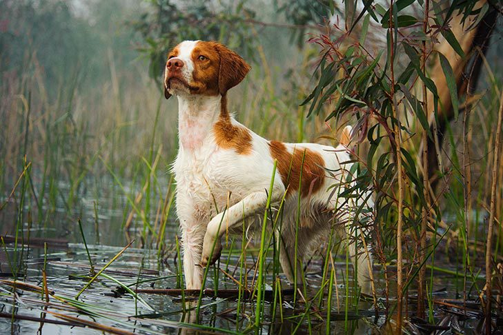 Brittany: Dog Breed Characteristics & Care-WildCreaturey