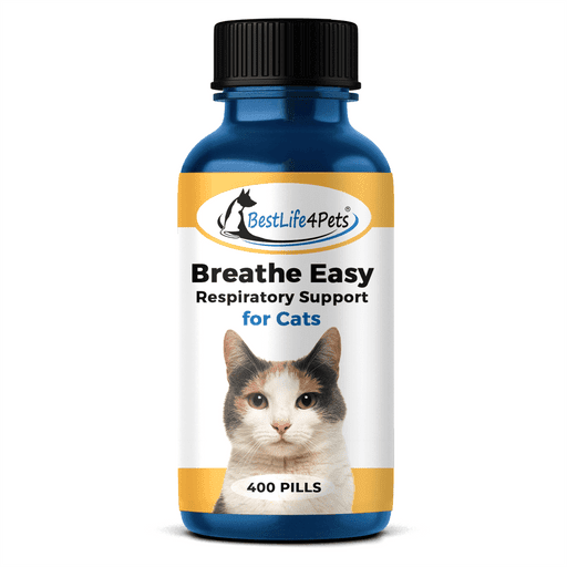 Bronchitis in Cats: Breathing Easy Again