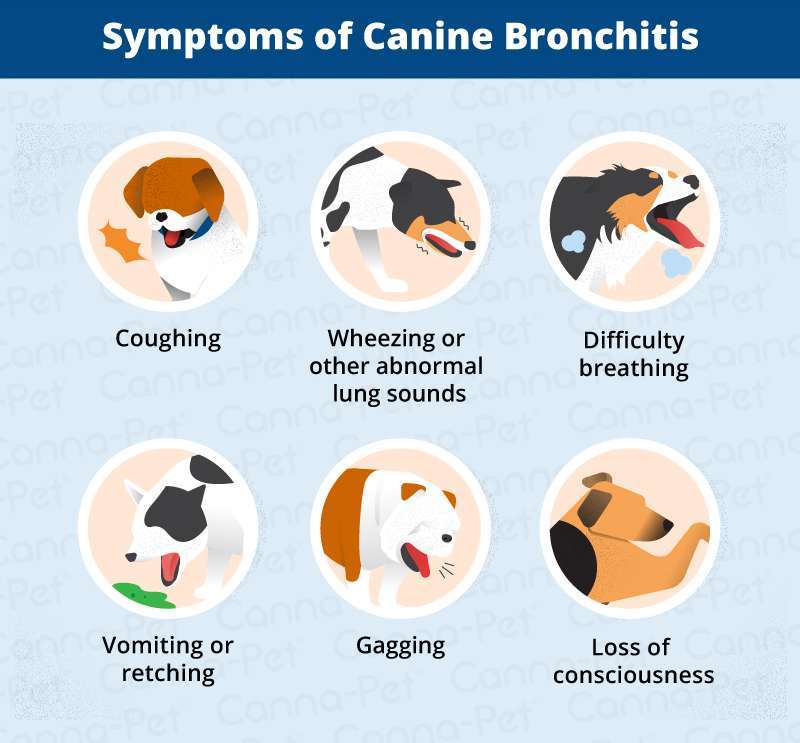 Bronchitis in Dogs-WildCreaturey