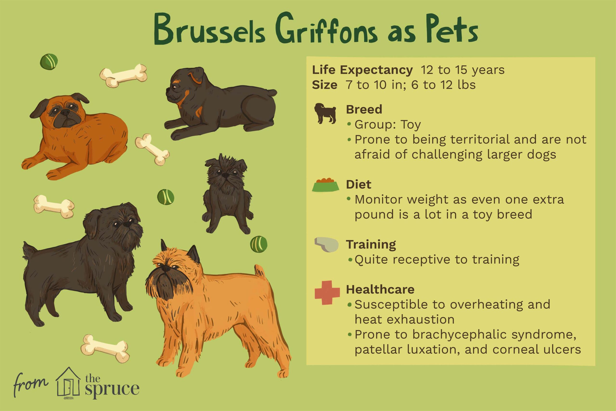 Brussels Griffon (Griff): Dog Breed Characteristics & Care-WildCreaturey