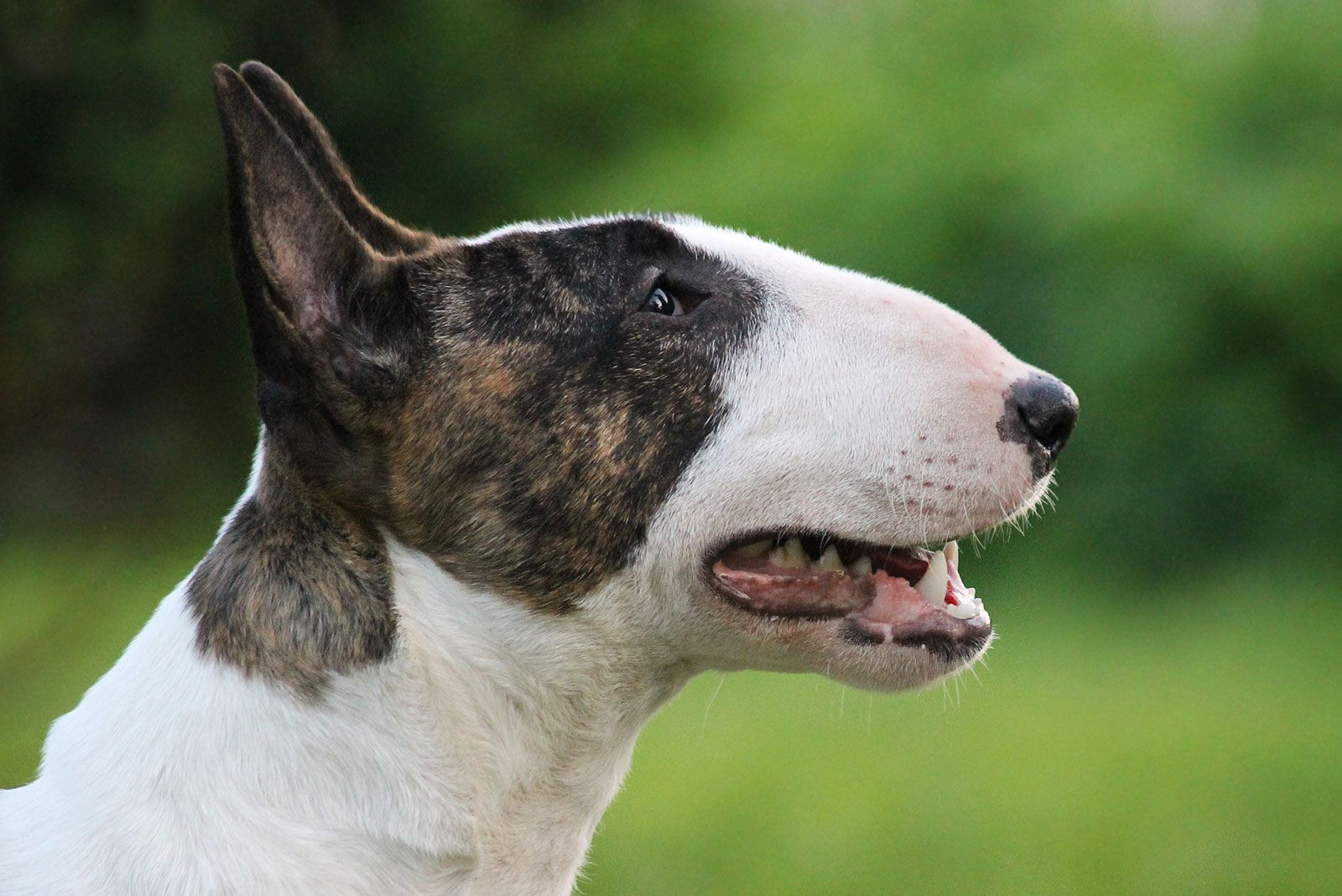 Bull Terrier: Dog Breed Characteristics & Care-WildCreaturey