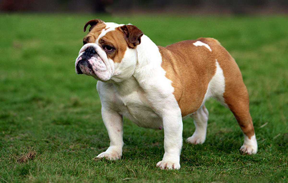 Bulldog (English Bulldog): Dog Breed Characteristics & Care-WildCreaturey
