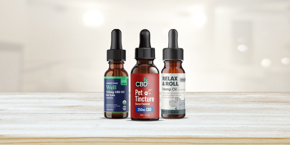 CBD Magic: Is It the Right Choice for Your Cat?