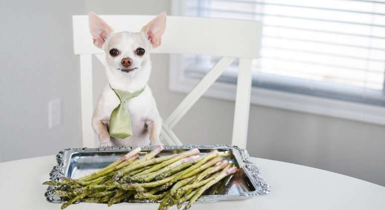 Can Dogs Eat Asparagus?-WildCreaturey