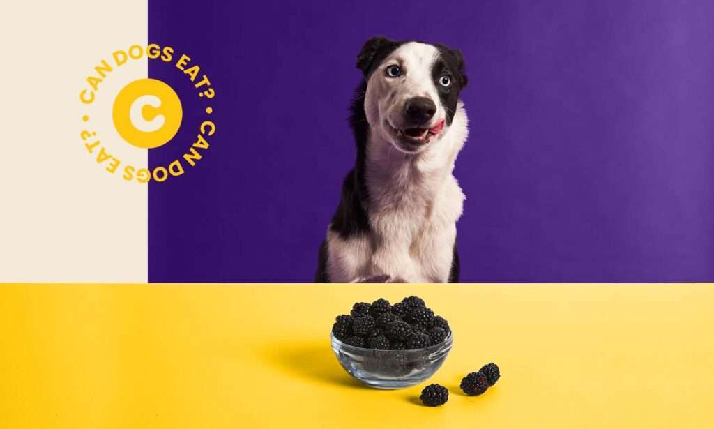 Can Dogs Eat Blackberries?-WildCreaturey