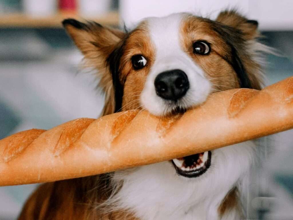 Can Dogs Eat Bread?-WildCreaturey