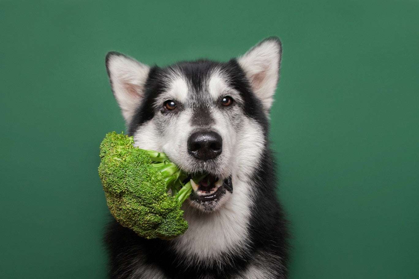 Can Dogs Eat Broccoli?-WildCreaturey