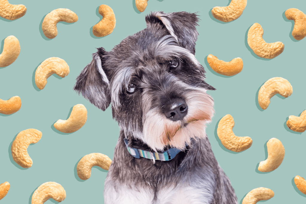 Can Dogs Eat Cashews?-WildCreaturey