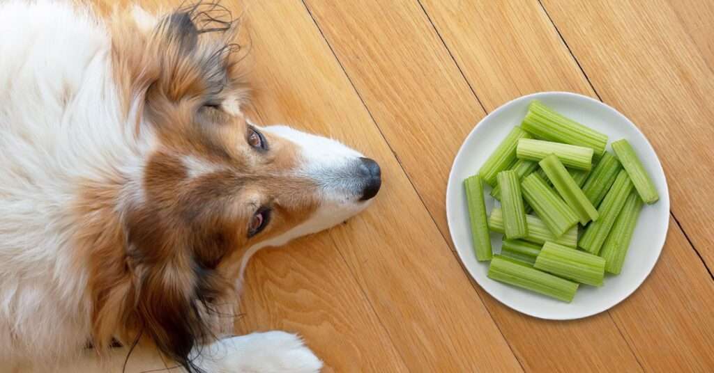 Can Dogs Eat Celery?-WildCreaturey