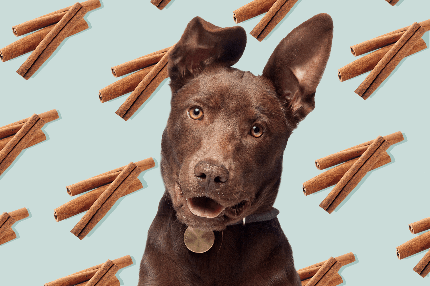 Can Dogs Eat Cinnamon?-WildCreaturey