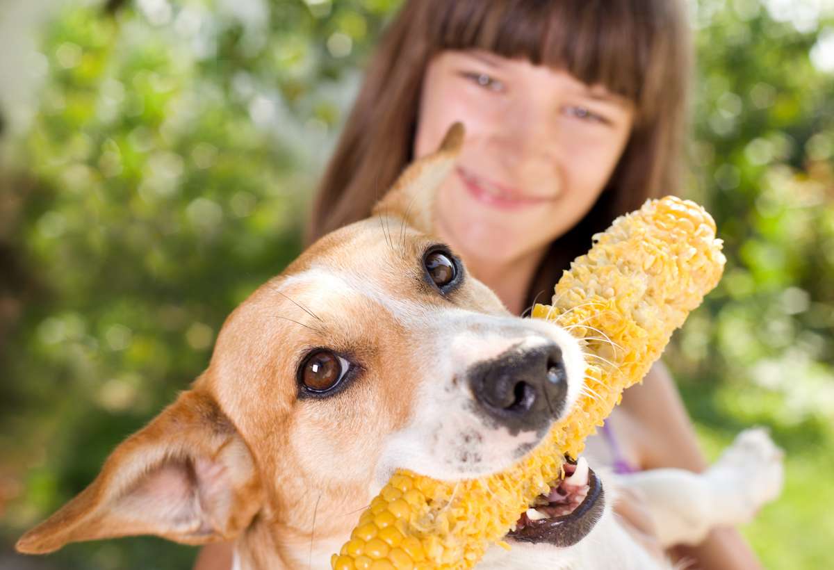 Can Dogs Eat Corn on the Cob?-WildCreaturey