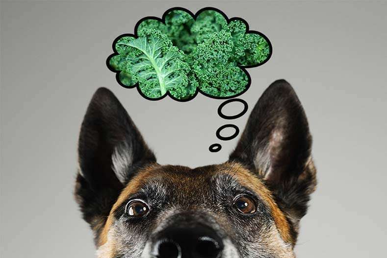 Can Dogs Eat Kale?-WildCreaturey