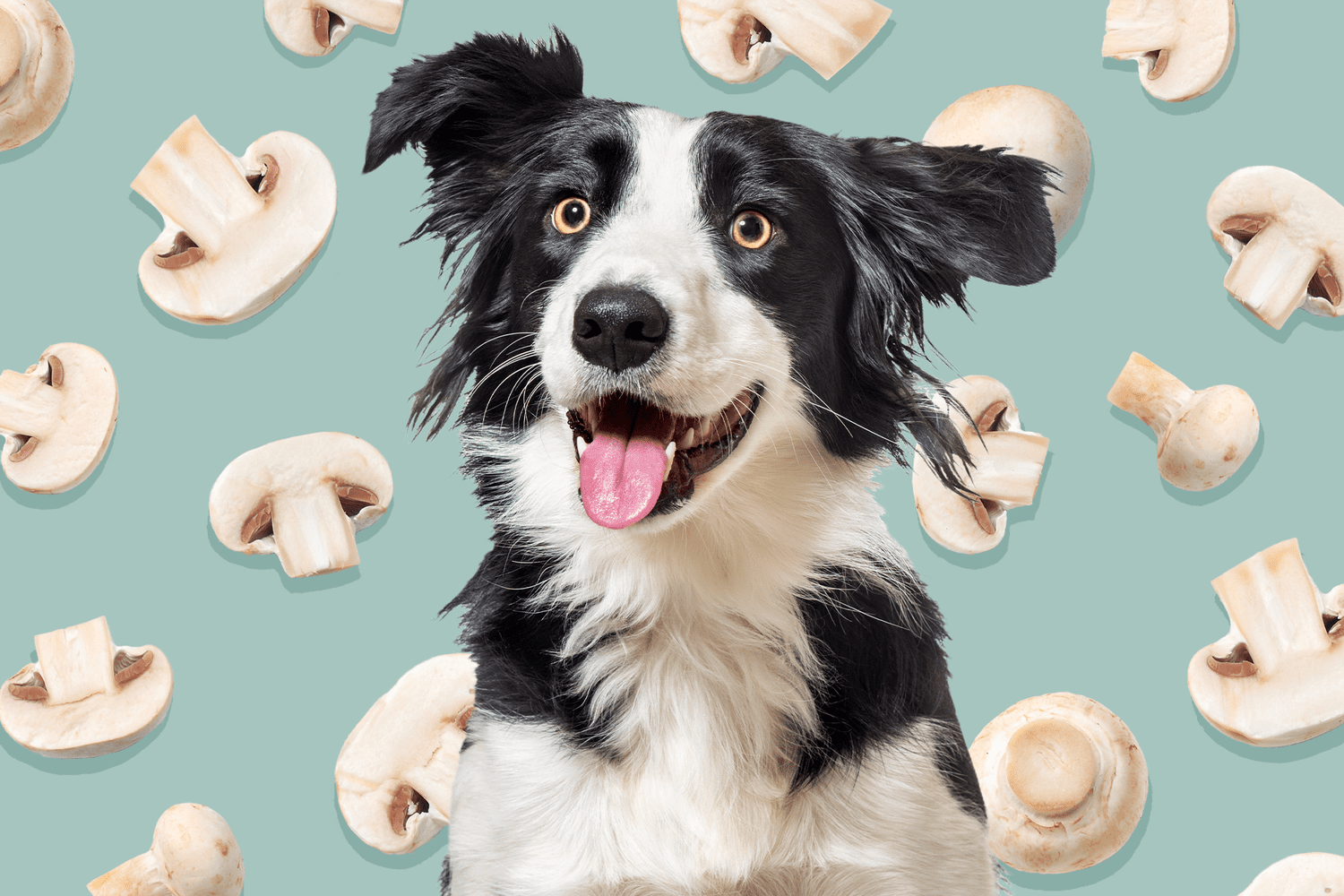 Can Dogs Eat Mushrooms?-WildCreaturey
