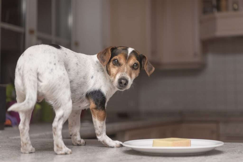 Can Dogs Eat Parmesan Cheese?-WildCreaturey