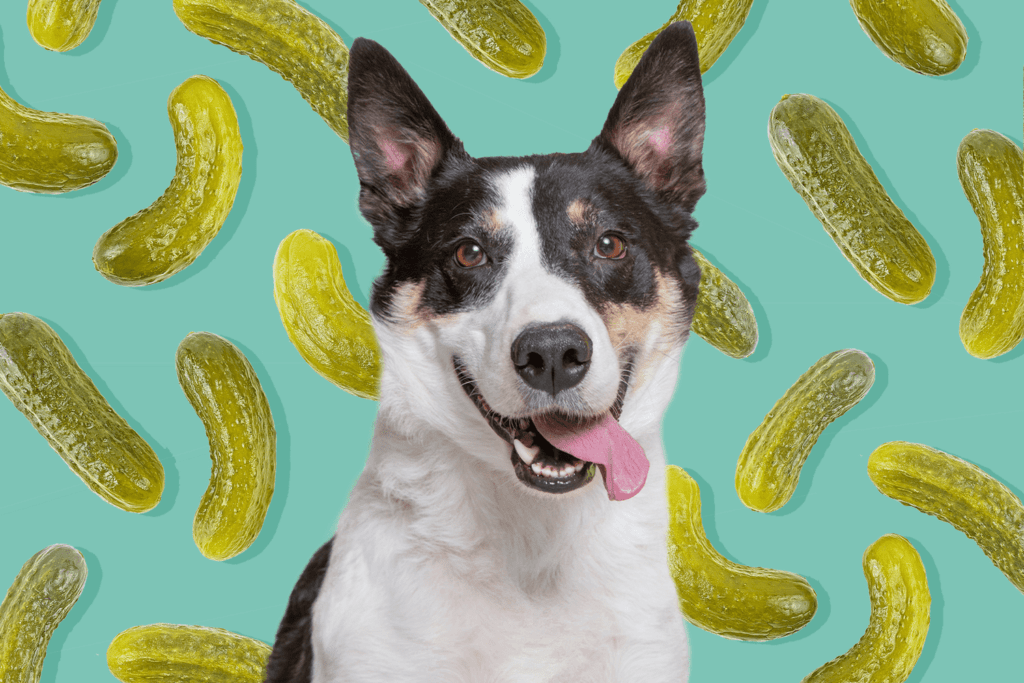 Can Dogs Eat Pickles?-WildCreaturey