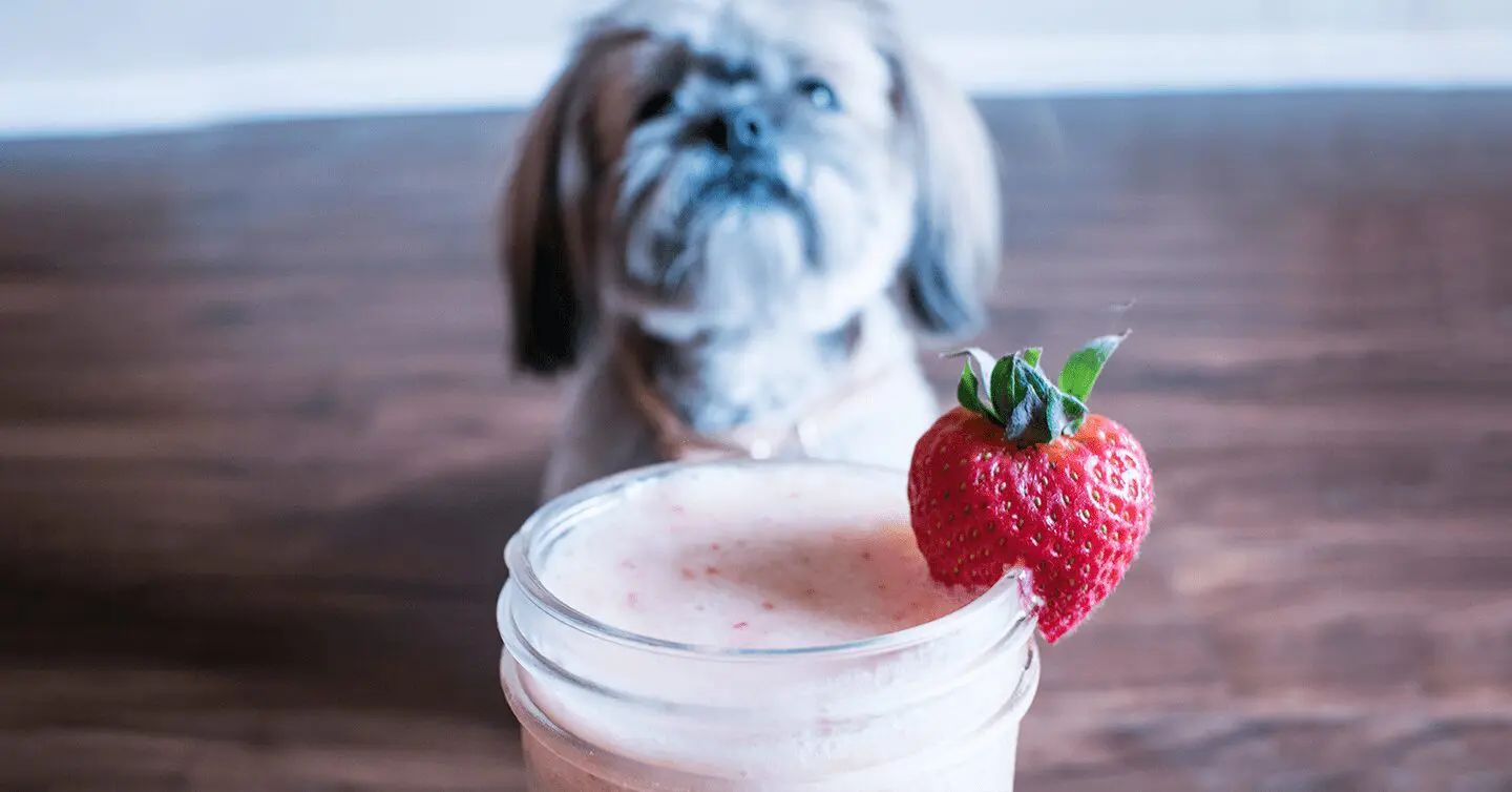 Can Dogs Eat Yogurt?-WildCreaturey