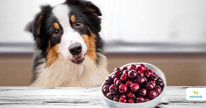 Can Dogs Have Cranberry Juice?-WildCreaturey