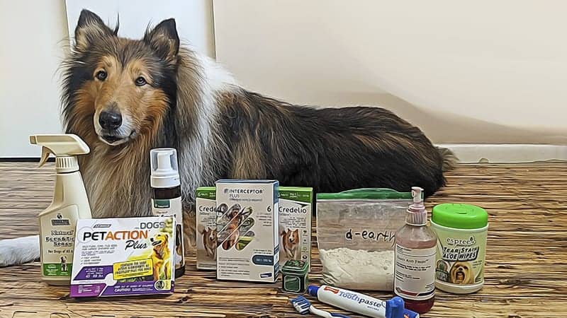 Can Ivermectin Be Given to Collies?-WildCreaturey