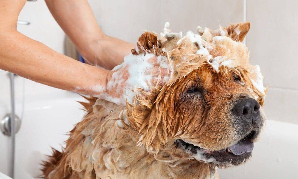 Can You Use Baby Shampoo on Dogs?-WildCreaturey