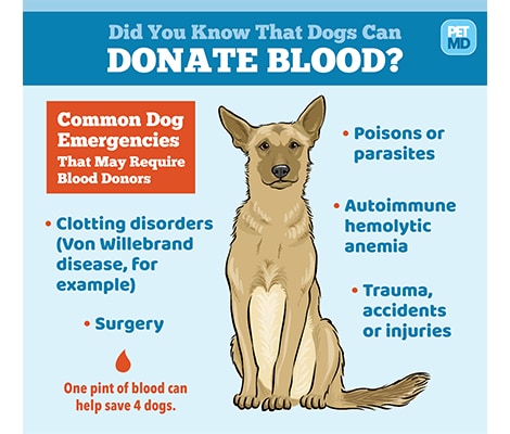 Can Your Dog Donate Blood?-WildCreaturey