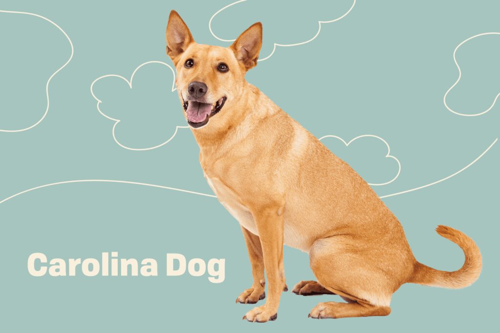 Carolina Dog: Dog Breed Characteristics & Care-WildCreaturey