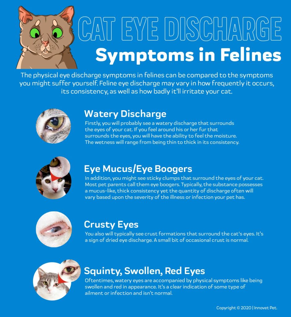 Cat Eye Infections: Spotting the Signs