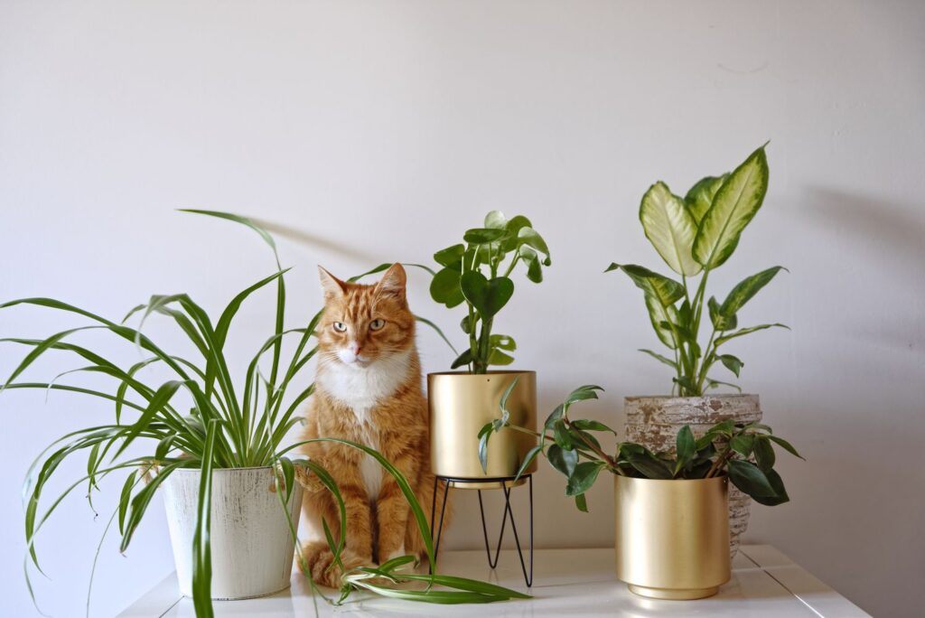 Cat-Friendly Houseplants to Brighten Your Home