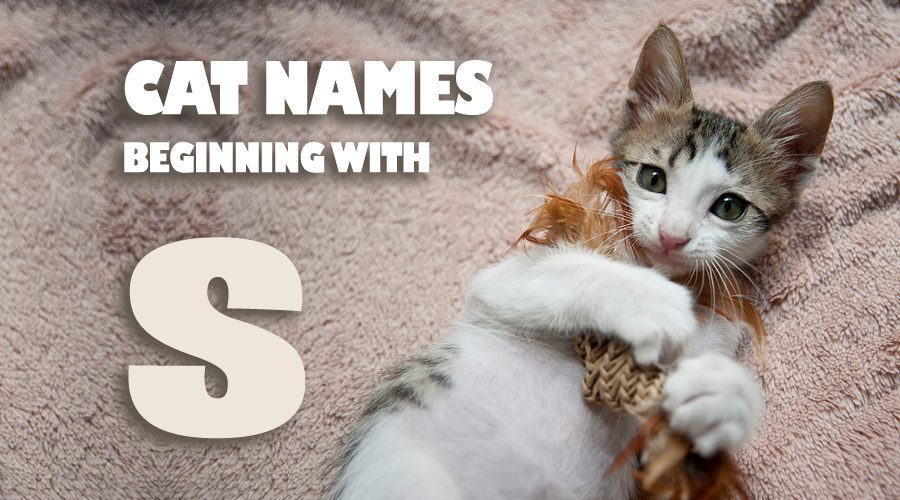 Cat Names That Start with S