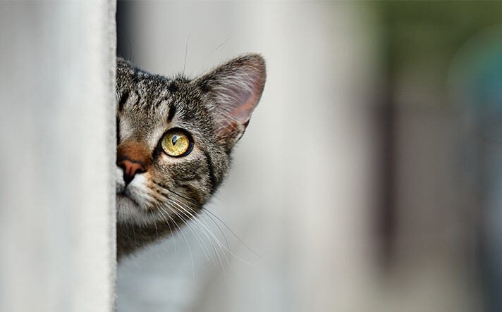 Those Deep Gaze: Why Your Cat Watches You