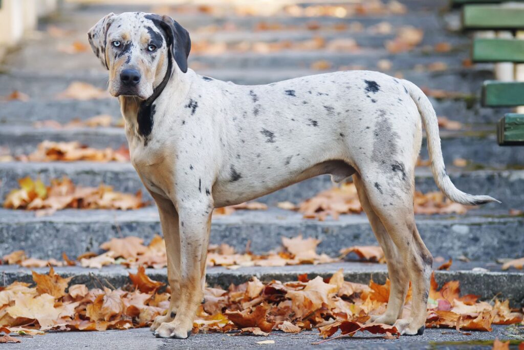 Catahoula Leopard Dog: Dog Breed Characteristics & Care-WildCreaturey