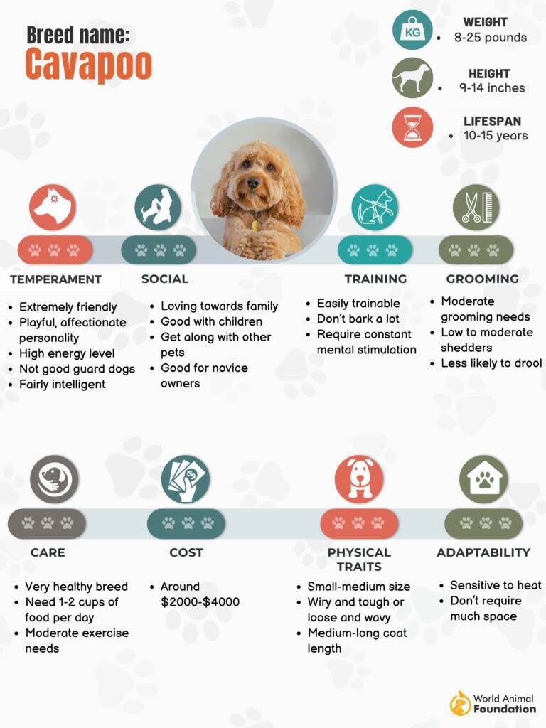 Cavapoo: Dog Breed Characteristics & Care-WildCreaturey