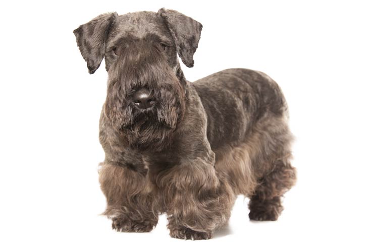 Cesky Terrier: Dog Breed Characteristics & Care-WildCreaturey