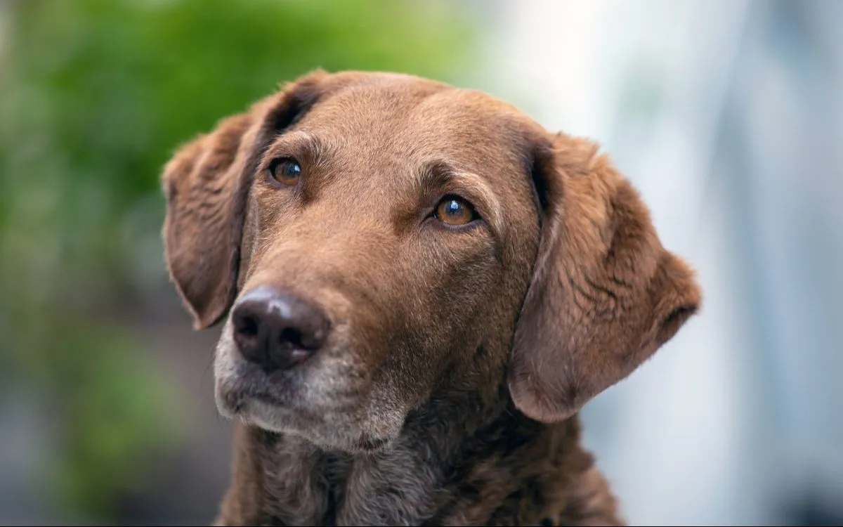 Chesapeake Bay Retriever: Dog Breed Characteristics & Care-WildCreaturey