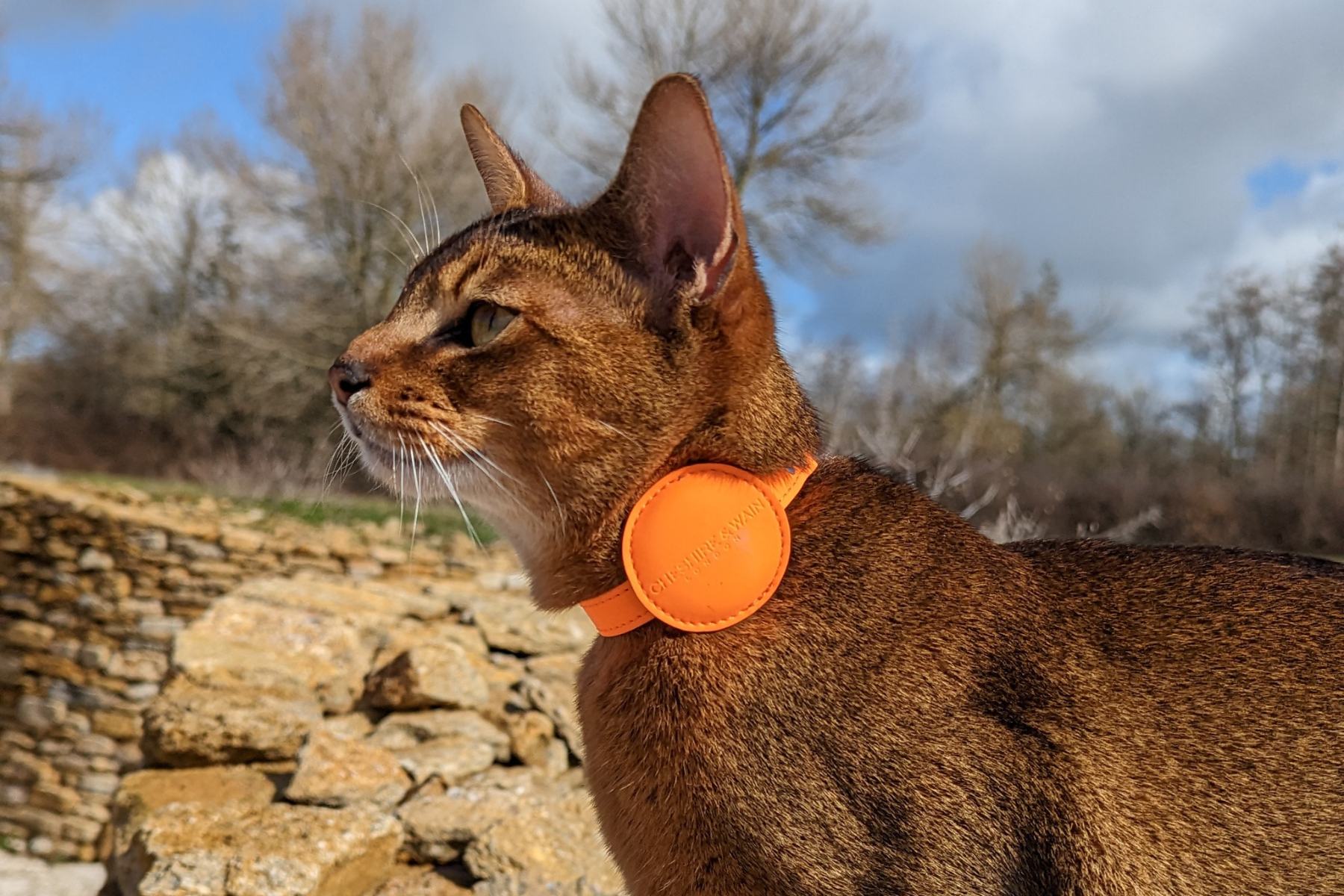 Apple Adventures: Can Cats Have a Bite?