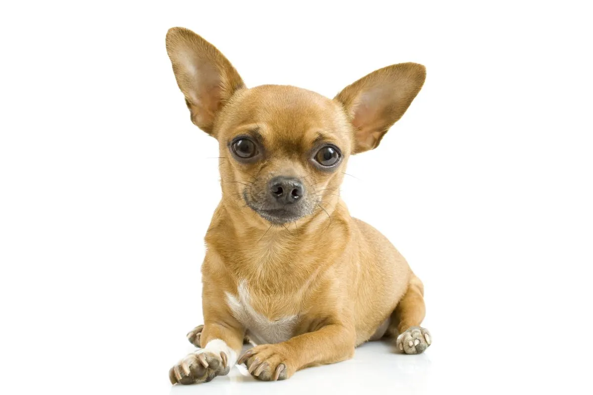 Chihuahua: Dog Breed Characteristics & Care-WildCreaturey