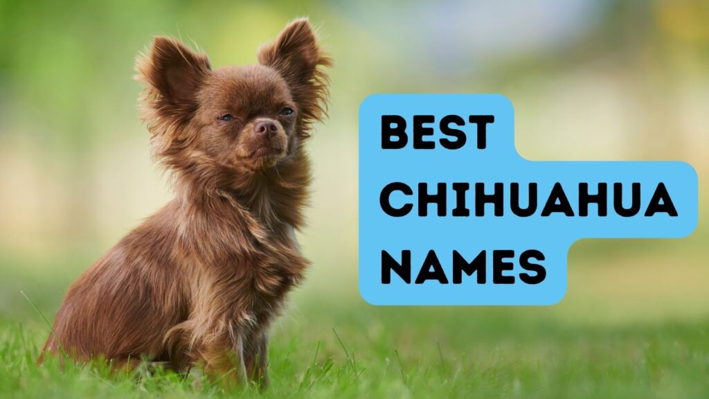 Chihuahua Names-WildCreaturey