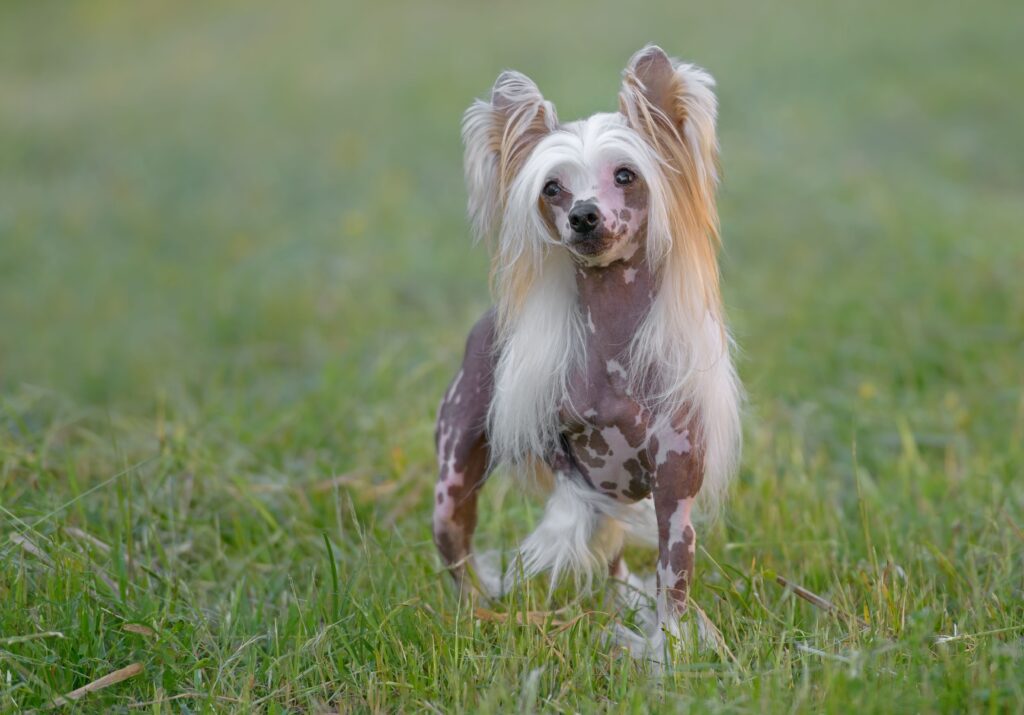 Chinese Crested: Dog Breed Characteristics & Care-WildCreaturey