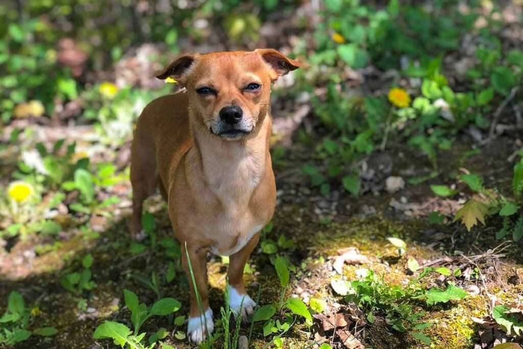 Chiweenie: Dog Breed Characteristics and Care-WildCreaturey