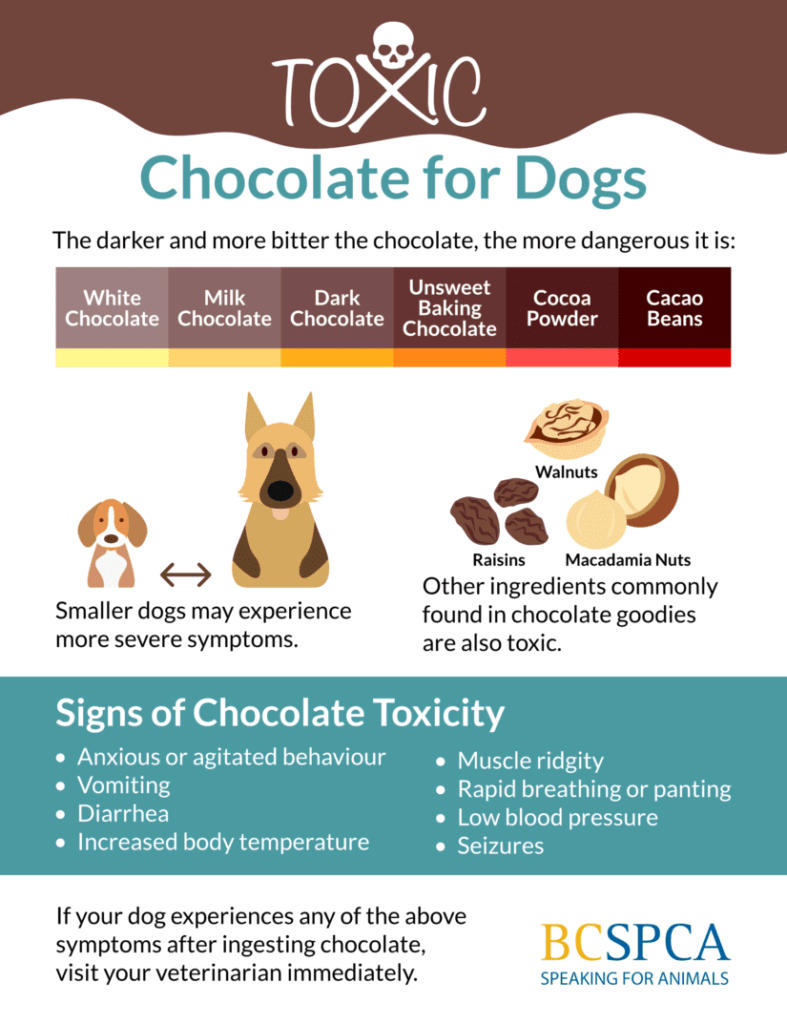 How Much Chocolate Is Toxic to Dogs?-WildCreaturey