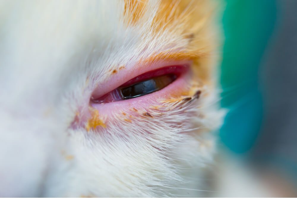 Clear Eyes: Battling Conjunctivitis in Cats