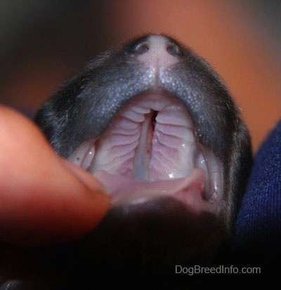 Cleft Palate in Dogs-WildCreaturey