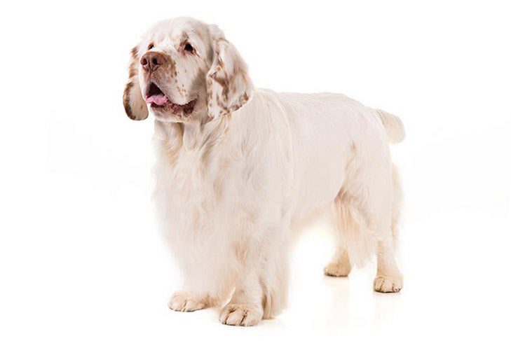 Clumber Spaniel: Dog Breed Characteristics & Care-WildCreaturey