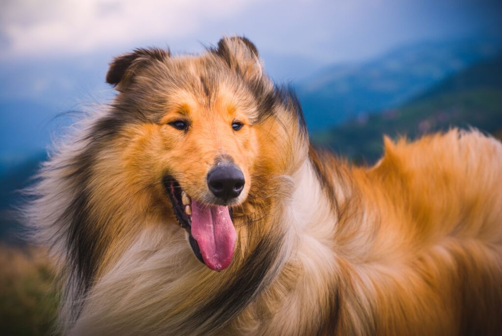 Collie: Dog Breed Characteristics & Care-WildCreaturey